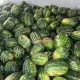 sandias3